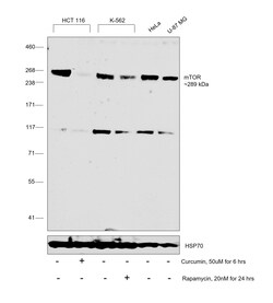 Invitrogen mTOR Recombinant Superclonal Antibody (7HCLC) 100 &mu;g; Unconjugated:Antibodies,