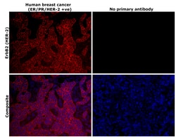 Invitrogen ErbB2 (HER-2) Recombinant Superclonal Antibody (7HCLC) 100 &mu;g;