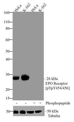 Phospho-EpoR (Tyr454, Tyr456) Recombinant Superclonal Antibody (3HCLC):Antibodies,