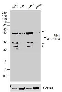 Invitrogen PIM1 Recombinant Superclonal Antibody (19HCLC) 100 &mu;g; Unconjugated:Antibodies,