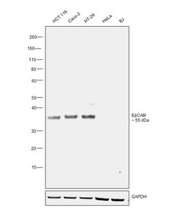 Invitrogen EpCAM Recombinant Superclonal Antibody (22 HCLC) 100 &mu;g;