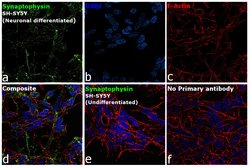 Invitrogen Synaptophysin Recombinant Superclonal Antibody (8HCLC) 100 &mu;g;
