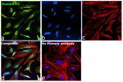 Invitrogen Histone H3 Recombinant Superclonal Antibody (24 HCLC) 100 &mu;g;