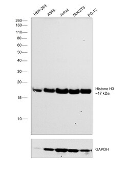 Invitrogen Histone H3 Recombinant Superclonal Antibody (24 HCLC) 100 &mu;g;