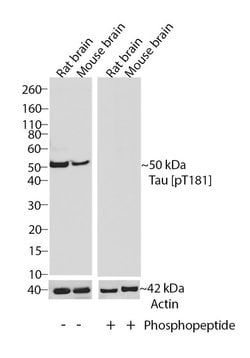 Invitrogen Phospho-Tau (Thr181) Recombinant Superclonal Antibody (5HCLC)
