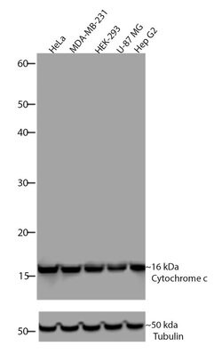 Invitrogen Cytochrome C Recombinant Superclonal Antibody (4HCLC) 100 &mu;g;