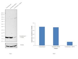 Invitrogen Cytochrome C Recombinant Superclonal Antibody (4HCLC) 100 &mu;g;