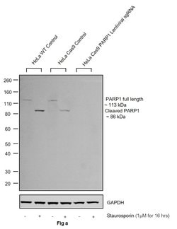 PARP1 Recombinant Polyclonal Antibody, Invitrogen 100 &mu;g; Unconjugated:Antikroppar