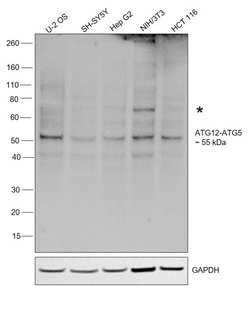 ATG12 Recombinant Polyclonal Antibody (20 HCLC), Invitrogen 100 &mu;g;