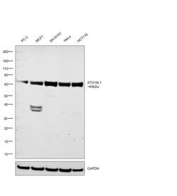 Invitrogen ATG16L1 Recombinant Superclonal Antibody (17HCLC) 100 &mu;g;