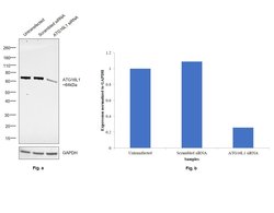Invitrogen ATG16L1 Recombinant Superclonal Antibody (17HCLC) 100 &mu;g;