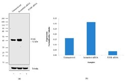 Invitrogen JunB Recombinant Superclonal Antibody 100 &mu;g; Unconjugated:Antibodies,