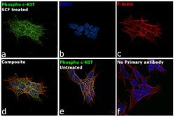Invitrogen Phospho-c-Kit (Tyr703) Recombinant Superclonal Antibody (22HCLC)