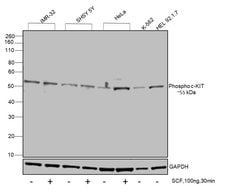 Invitrogen Phospho-c-Kit (Tyr703) Recombinant Superclonal Antibody (22HCLC)