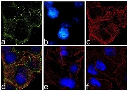 Invitrogen Phospho-IRS1 (Ser636, Ser639) Recombinant Superclonal Antibody