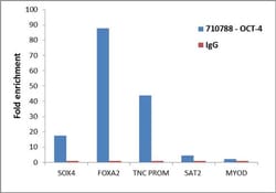 Invitrogen OCT4 Recombinant Superclonal Antibody (3HCLC) 100 &mu;g; Unconjugated:Antibodies,
