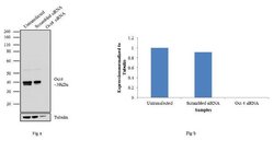 Invitrogen OCT4 Recombinant Superclonal Antibody (3HCLC) 100 &mu;g; Unconjugated:Antibodies,