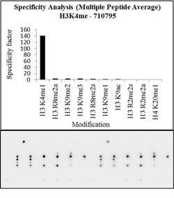 Invitrogen H3K4me1 Recombinant Superclonal Antibody, ChIP-Verified:Antibodies:Primary