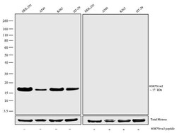 Invitrogen H3K79me2 Recombinant Superclonal Antibody (8HCLC) 100 &mu;g;