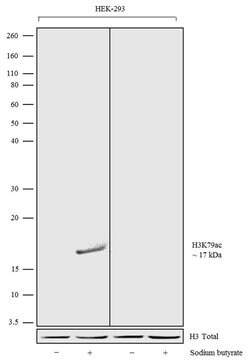 Invitrogen H3K79ac Recombinant Superclonal Antibody 100 &mu;g | Buy Online | Invitrogen&trade; | Fisher Scientific
