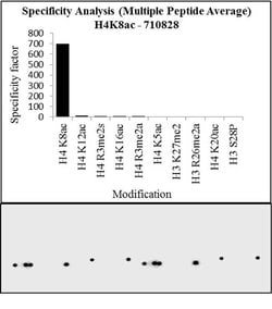Invitrogen H4K8ac Recombinant Superclonal Antibody (9HCLC), ChIP-Verified 100 &mu;g | Buy Online | Invitrogen&trade; | Fisher Scientific