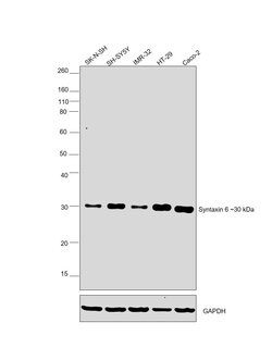 Syntaxin 6 Recombinant Polyclonal Antibody (8HCLC), Invitrogen 100 &mu;g;