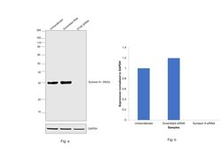 Syntaxin 6 Recombinant Polyclonal Antibody (8HCLC), Invitrogen 100 &mu;g;