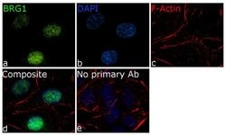 Invitrogen BRG1 Recombinant Superclonal Antibody (16 HCLC) 100 &mu;g; Unconjugated:Antibodies,