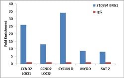 Invitrogen BRG1 Recombinant Superclonal Antibody (16 HCLC) 100 &mu;g; Unconjugated:Antibodies,