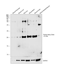 Invitrogen Ferritin Heavy Chain Recombinant Superclonal Antibody (9HCLC)