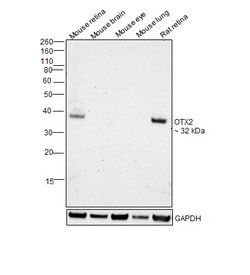 Invitrogen OTX2 Recombinant Superclonal Antibody (14HCLC) 100 &mu;g | Buy Online | Invitrogen&trade; | Fisher Scientific