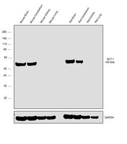 Invitrogen GLT-1 Recombinant Superclonal Antibody (9 HCLC) 100 &mu;g; Unconjugated:Antibodies,