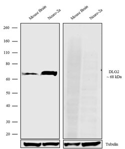 Invitrogen PSD93 Recombinant Superclonal Antibody (7HCLC) 100 &mu;g | Buy Online | Invitrogen&trade; | Fisher Scientific