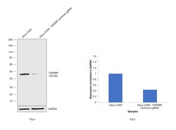 Invitrogen TDP-43 Recombinant Superclonal Antibody (1HCLC) 100 &mu;g; Unconjugated:Antibodies,