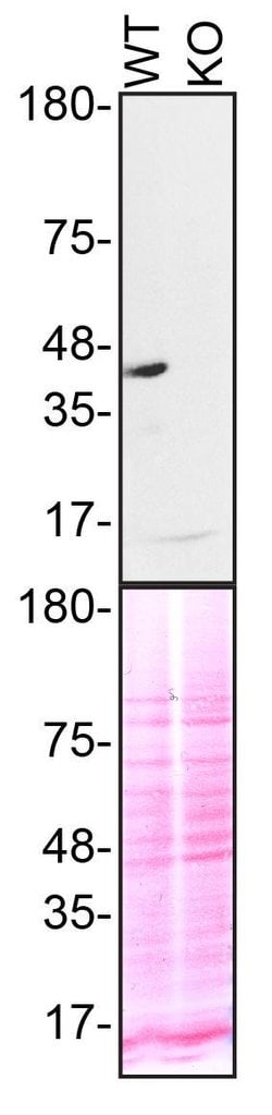 Invitrogen TDP-43 Recombinant Superclonal Antibody (1HCLC) 100 &mu;g; Unconjugated:Antibodies,