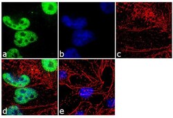 Invitrogen TDP-43 Recombinant Superclonal Antibody (1HCLC) 100 &mu;g; Unconjugated:Antibodies,