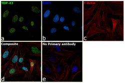 Invitrogen TDP-43 Recombinant Superclonal Antibody (1HCLC) 100 &mu;g; Unconjugated:Antibodies,