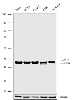 Invitrogen TDP-43 Recombinant Superclonal Antibody (1HCLC) 100 &mu;g; Unconjugated:Antibodies,