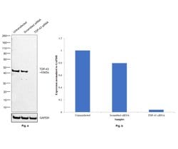 Invitrogen TDP-43 Recombinant Superclonal Antibody (1HCLC) 100 &mu;g; Unconjugated:Antibodies,