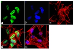 Invitrogen NeuN Recombinant Superclonal Antibody (14HCLC) 100 &mu;g; Unconjugated:Antibodies,