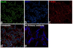 Invitrogen NeuN Recombinant Superclonal Antibody (14HCLC) 100 &mu;g; Unconjugated:Antibodies,