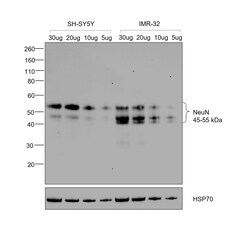 Invitrogen NeuN Recombinant Superclonal Antibody (14HCLC) 100 &mu;g; Unconjugated:Antibodies,