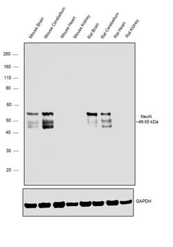 Invitrogen NeuN Recombinant Superclonal Antibody (14HCLC) 100 &mu;g; Unconjugated:Antibodies,