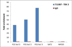Invitrogen TBX3 Recombinant Superclonal Antibody (22HCLC) 100 &mu;g; Unconjugated:Antibodies,