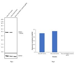 Invitrogen Annexin A1 Recombinant Superclonal Antibody 100 &mu;g; Unconjugated:Antibodies,