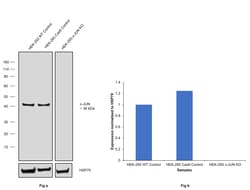 c-Jun Recombinant Polyclonal Antibody (2HCLC), Invitrogen 100 &mu;g; Unconjugated:Antibodies,