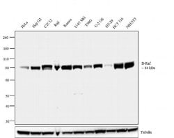 Invitrogen B-Raf Recombinant Superclonal Antibody (7HCLC) 100 &mu;g; Unconjugated:Antibodies,