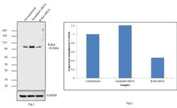 Invitrogen B-Raf Recombinant Superclonal Antibody (7HCLC) 100 &mu;g; Unconjugated:Antibodies,
