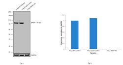 Invitrogen B-Raf Recombinant Superclonal Antibody (7HCLC) 100 &mu;g; Unconjugated:Antibodies,