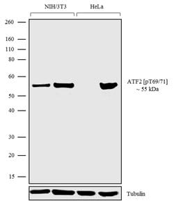 Phospho-ATF2 (Tyr69, Thr71) Recombinant Polyclonal Antibody (24HCLC), Invitrogen
